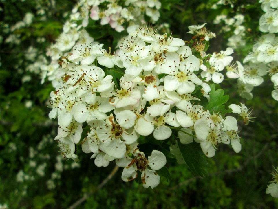 Weißdorn (Crataegus monogyna) im Naturschutzgebiet „St. Arnualer Wiesen“