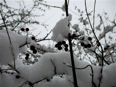 Eingeschneiter Weißdorn (Crataegus monogyna) im Naturschutzgebiet „St. Arnualer Wiesen“