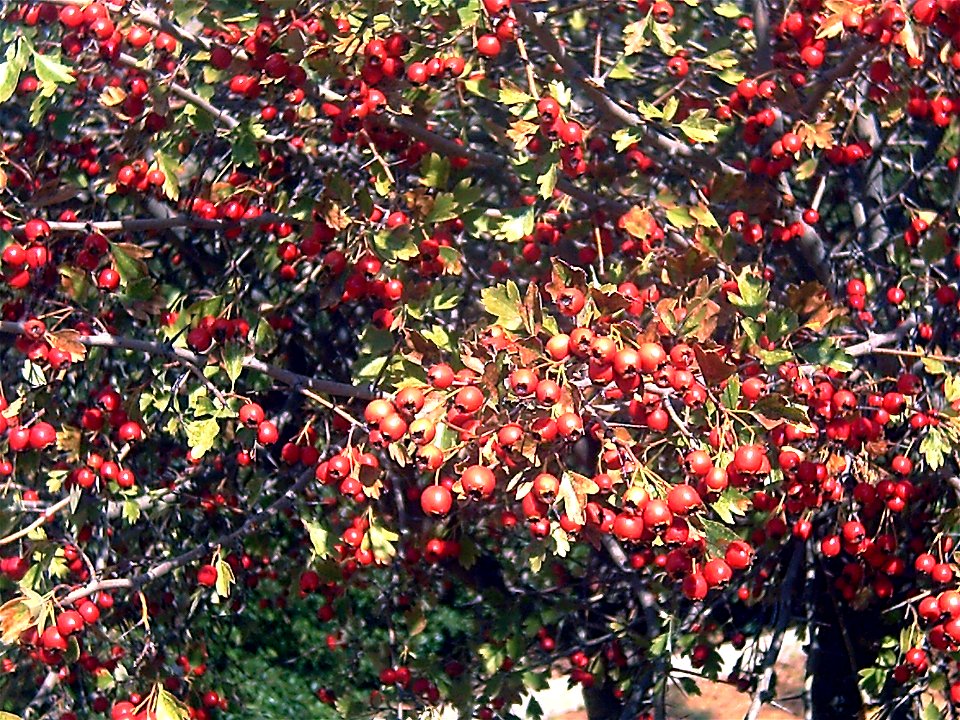 Crataegus monogyna fruits Closeup  Dehesa Boyal de Puertollano