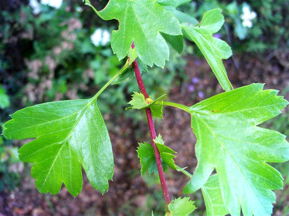 Crataegus monogyna stem and leaves, Las Tiñosas, Sierra Madrona, Spain