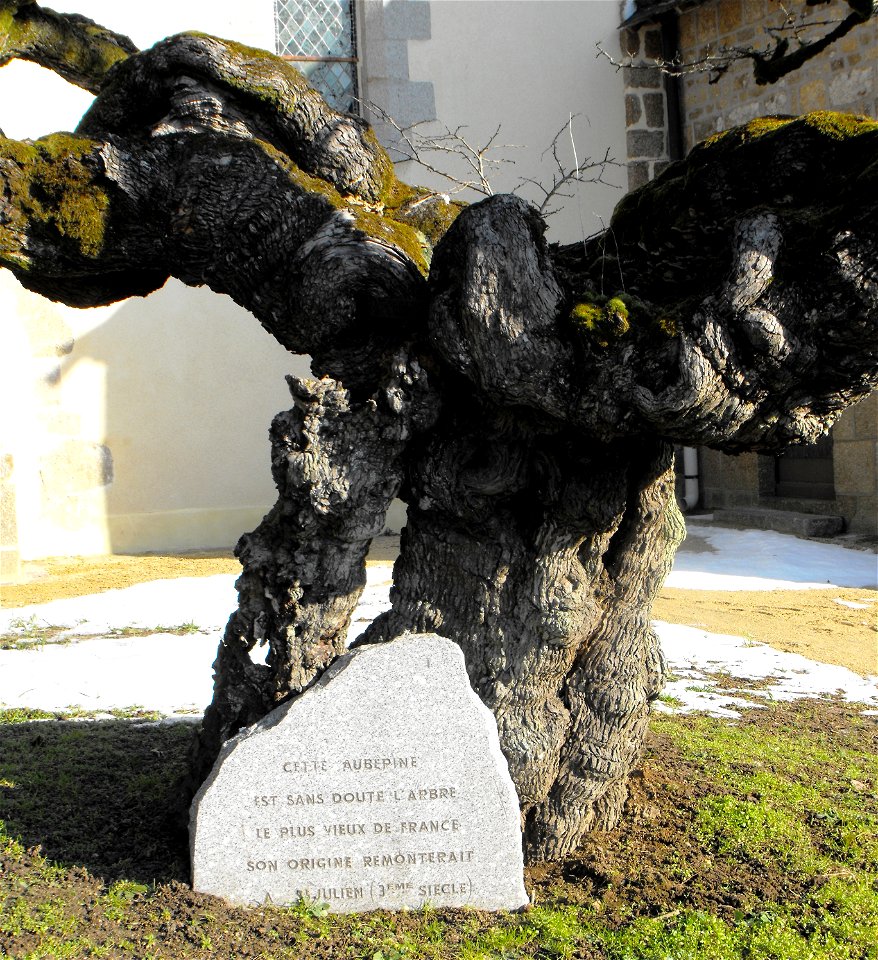 Hawthorn growing at Saint Mars sur la Futaie, photographed Feb. 2010.