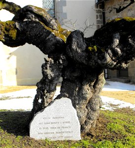 Hawthorn growing at Saint Mars sur la Futaie, photographed Feb. 2010.