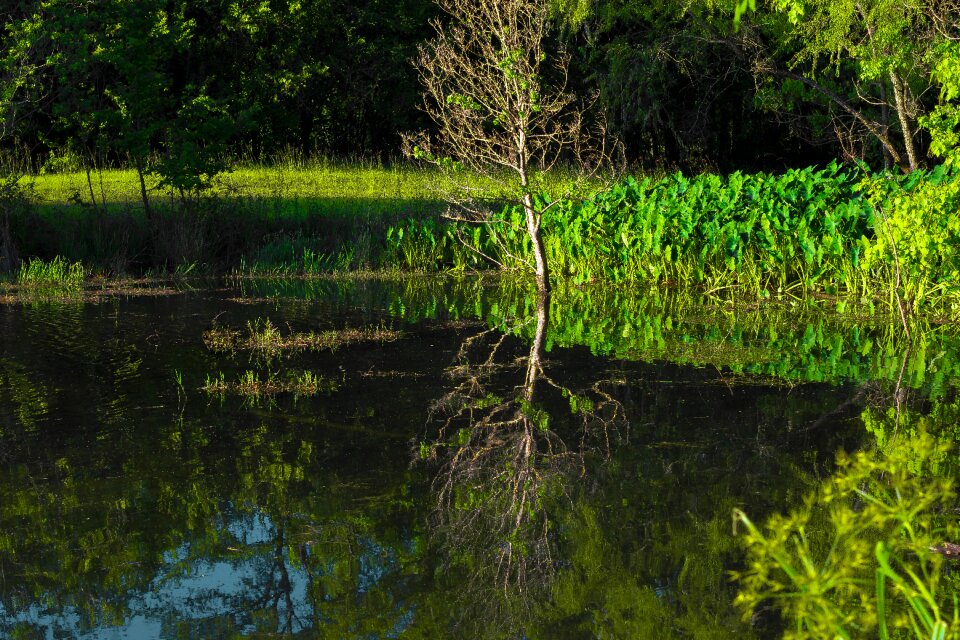 Water nature tree