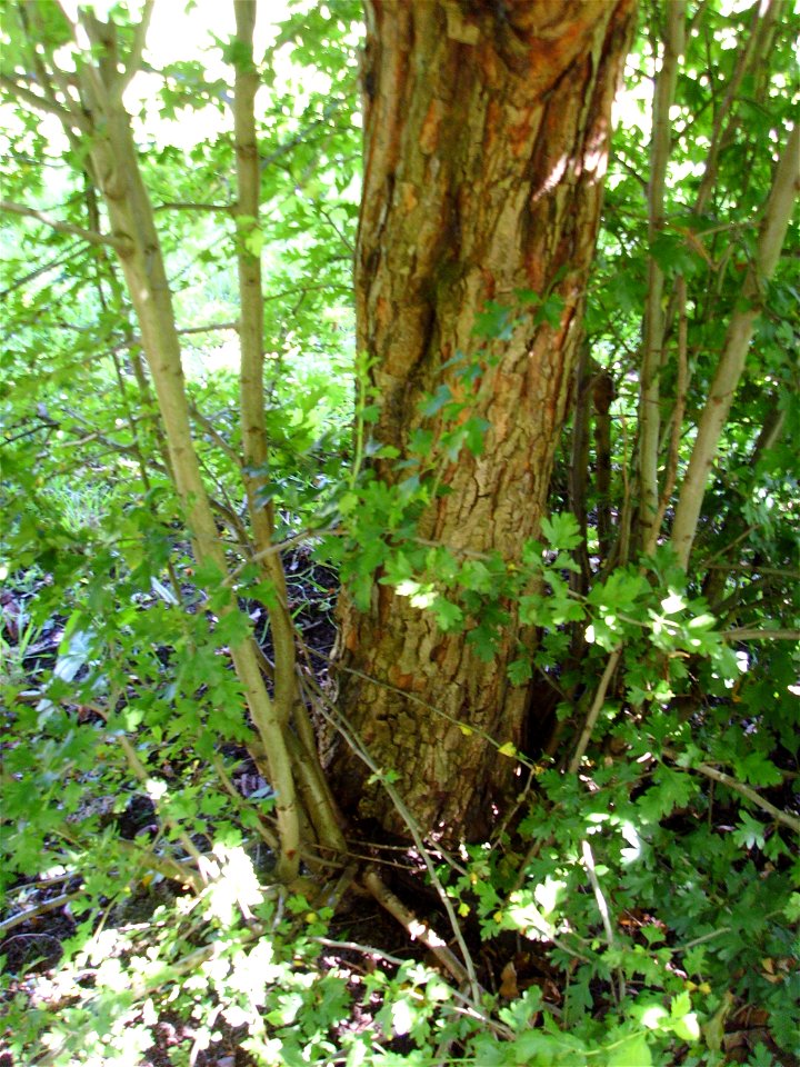 Medlar growing on Hawthorn rootstock (note Hawthorn root sprouts). Totnes, UK, June 2008