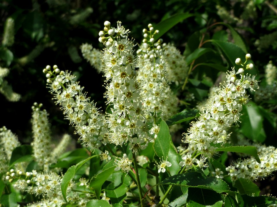 Spätblühende Traubenkirsche (Prunus serotina) im Schwetzinger Hardt