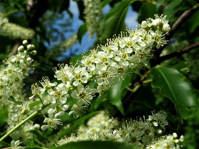 Spätblühende Traubenkirsche (Prunus serotina) im Schwetzinger Hardt