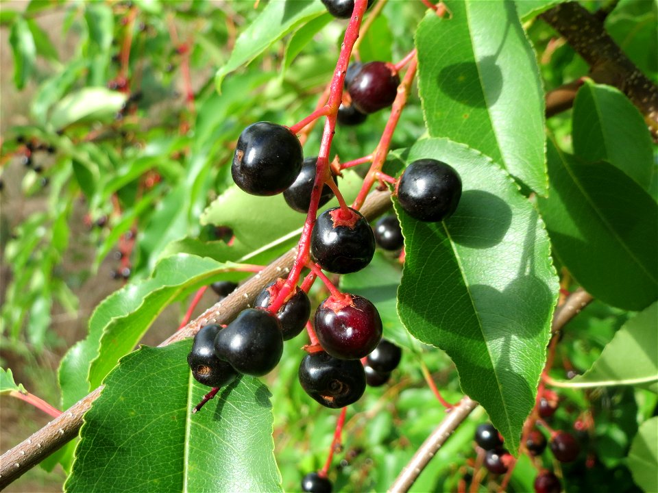 Spätblühende Traubenkirsche (Prunus serotina) - invasiv im Schwetzinger Hardt