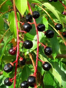 Spätblühende Traubenkirsche (Prunus serotina) - invasiv im Schwetzinger Hardt