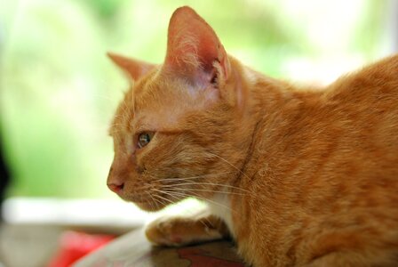Pets cute kucing