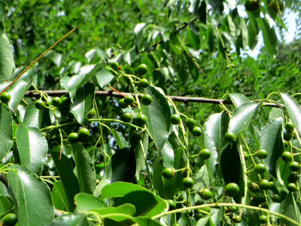 Spätblühende Traubenkirsche (Prunus serotina) invasiv am Hockenheimer Baggersee in der Schwetzinger Hardt