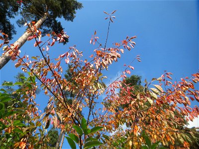 Spätblühende Traubenkirsche (Prunus serotina) - invasiv in der Schwetzinger Hardt - eingeschleppt aus Nordamerika photo