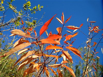 Spätblühende Traubenkirsche (Prunus serotina) - invasiv in der Schwetzinger Hardt - eingeschleppt aus Nordamerika