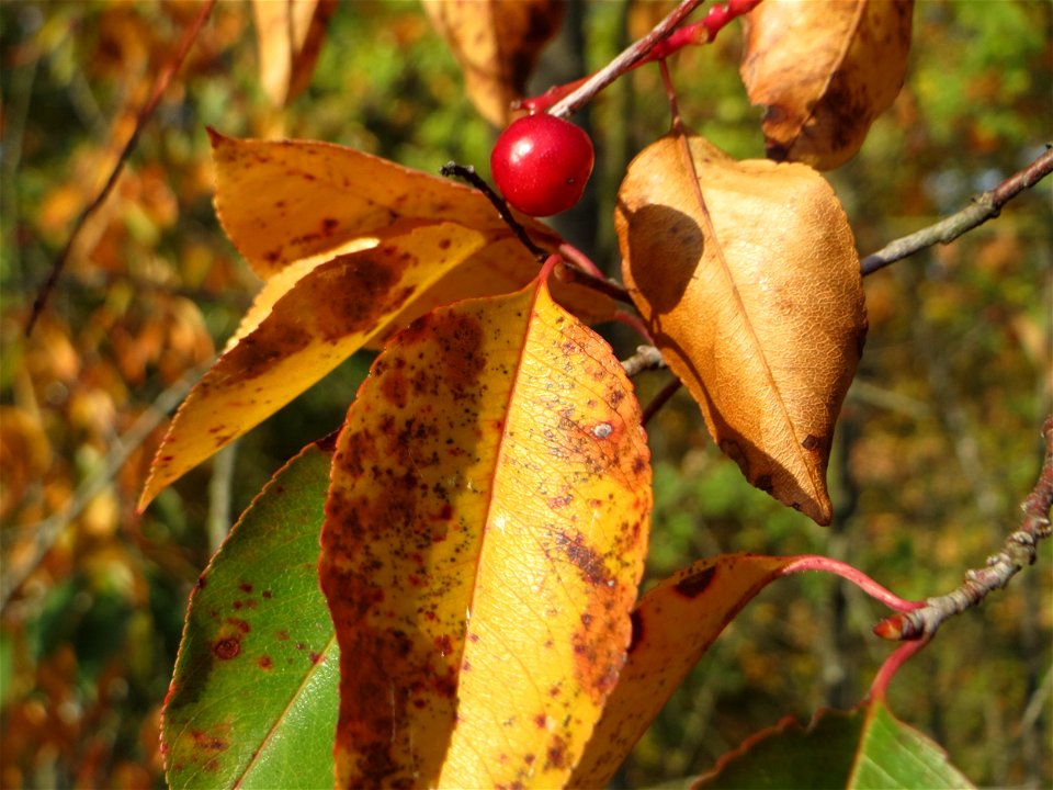 Spätblühende Traubenkirsche (Prunus serotina) - invasiv in der Schwetzinger Hardt - eingeschleppt aus Nordamerika