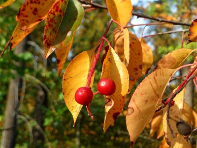 Spätblühende Traubenkirsche (Prunus serotina) - invasiv in der Schwetzinger Hardt - eingeschleppt aus Nordamerika