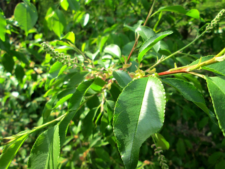 Spätblühende Traubenkirsche (Prunus serotina) - invasiv in der Schwetzinger Hardt