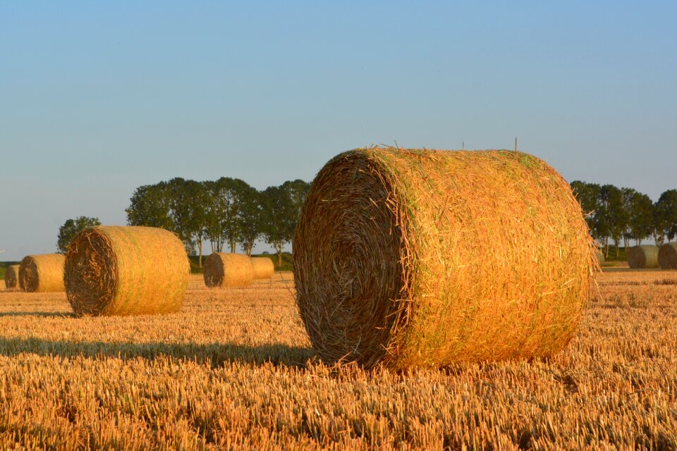 Straw agriculture harvested