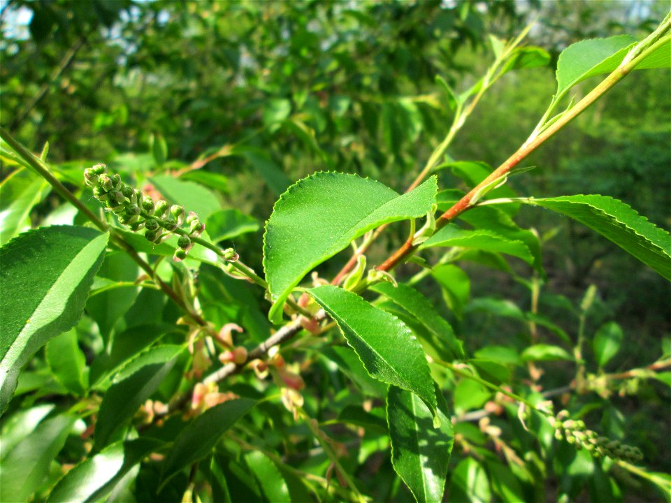 Spätblühende Traubenkirsche (Prunus serotina) - invasiv in der Schwetzinger Hardt - dieser ursprünglich aus Nordamerika stammende Baum macht sich breit in den Wäldern am Oberrein, wird aber selten grö