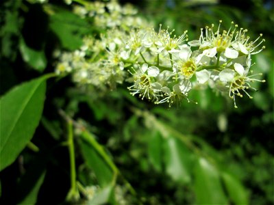 Spätblühende Traubenkirsche (Prunus serotina) in der Schwetzinger Hardt - eingeschleppt aus Nordamerika