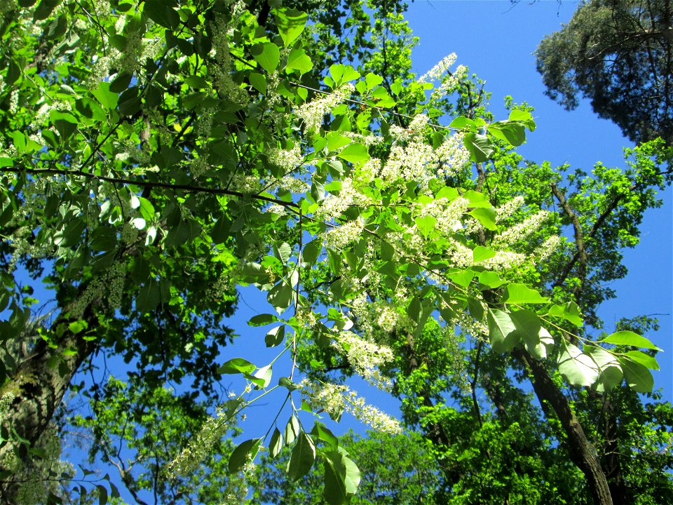Spätblühende Traubenkirsche (Prunus serotina) in der Schwetzinger Hardt - eingeschleppt aus Nordamerika
