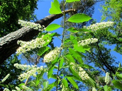 Spätblühende Traubenkirsche (Prunus serotina) in der Schwetzinger Hardt - eingeschleppt aus Nordamerika