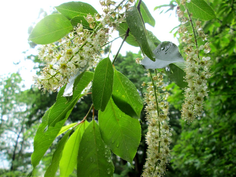 Spätblühende Traubenkirsche (Prunus serotina) am Kaninchenberg (Landschaftsschutzgebiet) in Saarbrücken - eingeschleppt aus Nordamerika