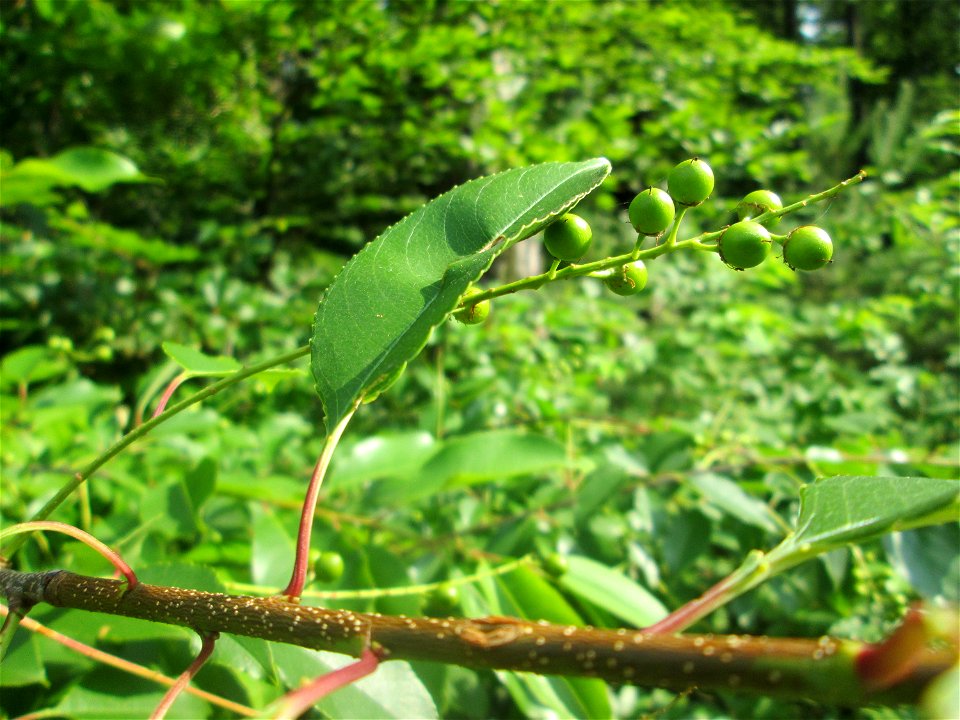 Spätblühende Traubenkirsche (Prunus serotina) in der Schwetzinger Hardt - eingeschleppt aus Nordamerika