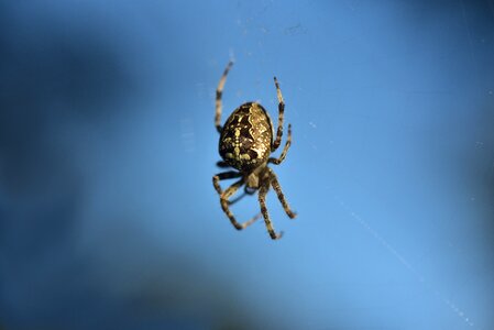 Web sky blue photo