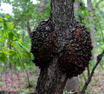 Black knot infection of Black Cherry.