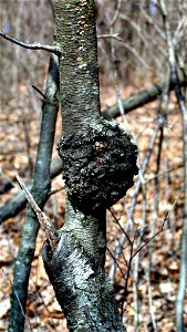 Black knot infection of Black Cherry in Minnesota.
