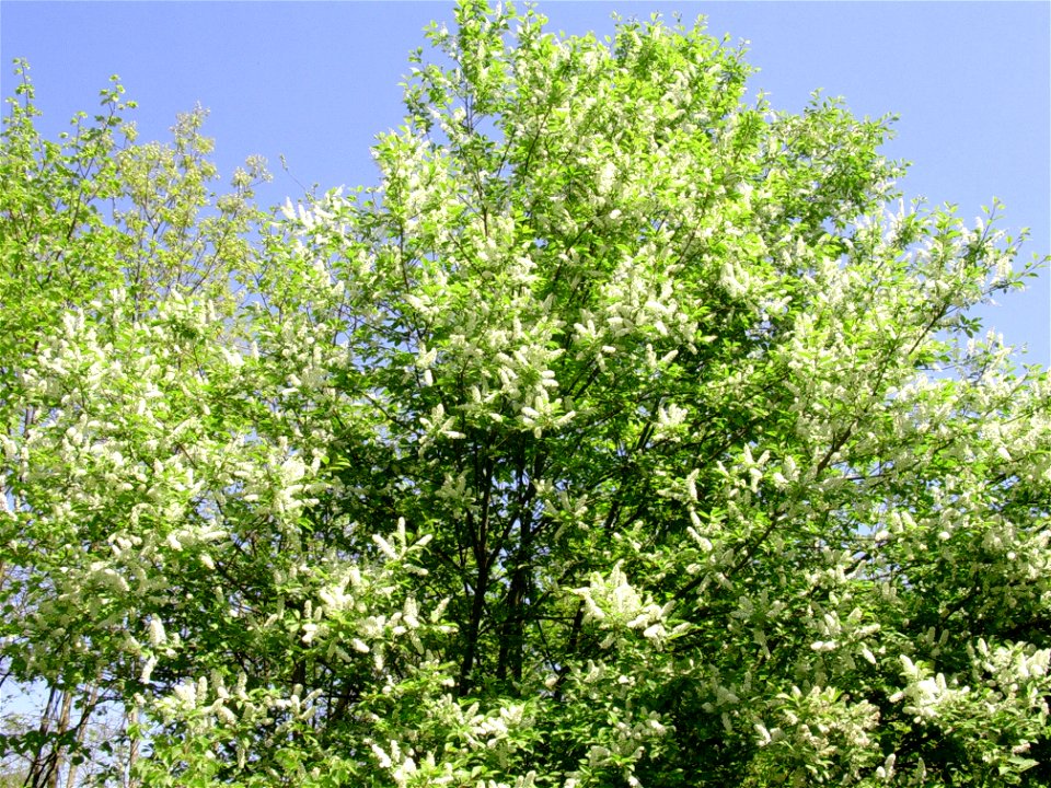 Un cerisier tardif merisier en fleur