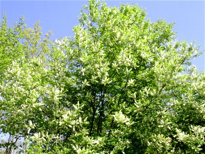 Un cerisier tardif merisier en fleur