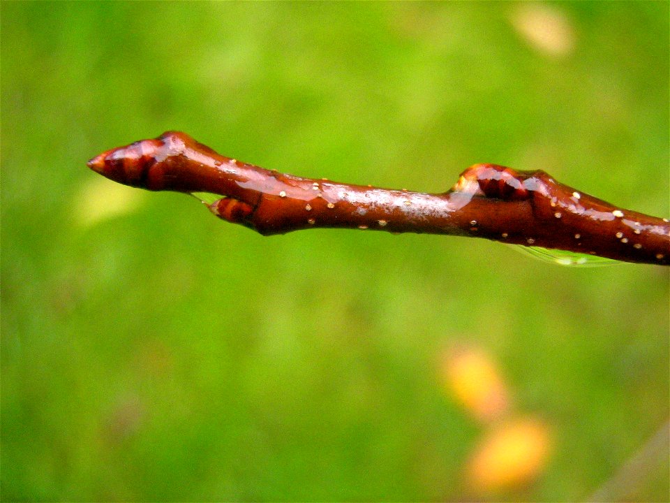 Prunus serotina Knospen der Spätblühenden Traubenkirsche.