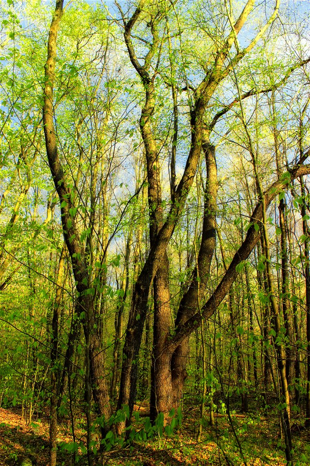 Spring leaf-out along the Frank Gantz Trail, Gouldsboro State Park, Monroe County.

I've licensed this photo as Creative Commons Zero (CC0) for release into the public domain. You're welcome to downlo