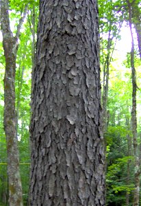 Photo taken July 2005, at Cranberry Wilderness, West Virginia