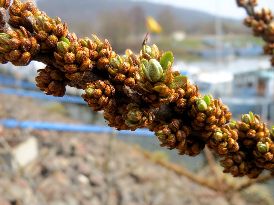Sanddorn (Hippophae rhamnoides) am Osthafen Saarbrücken