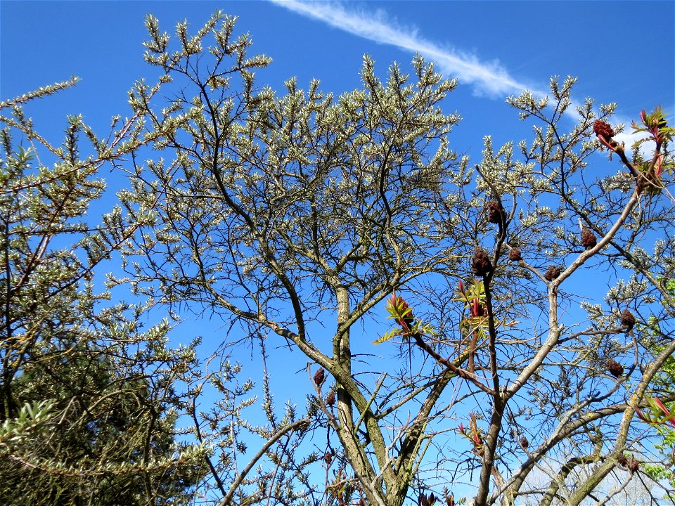 Sanddorn (Hippophae rhamnoides) in Hockenheim-Talhaus