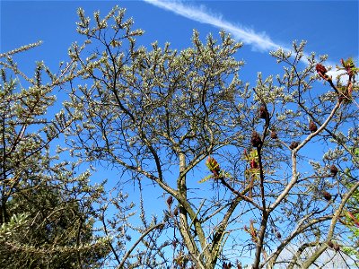 Sanddorn (Hippophae rhamnoides) in Hockenheim-Talhaus