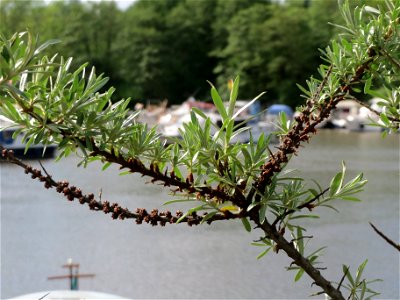 Sanddorn (Hippophae rhamnoides) am Osthafen Saarbrücken
