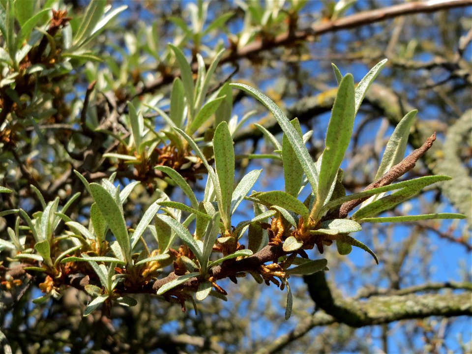 Sanddorn (Hippophae rhamnoides) in Hockenheim-Talhaus