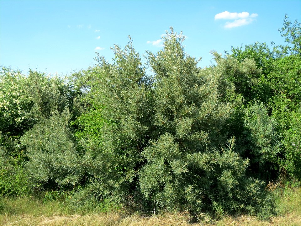 Sanddorn (Hippophae rhamnoides) bei Neulußheim