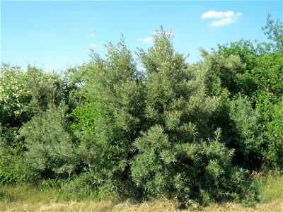 Sanddorn (Hippophae rhamnoides) bei Neulußheim