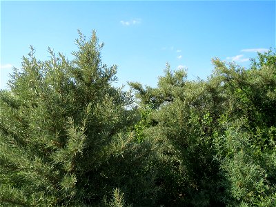 Sanddorn (Hippophae rhamnoides) bei Neulußheim