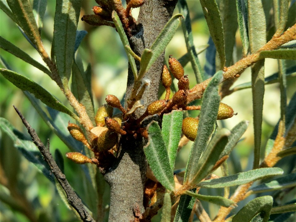 Sanddorn (Hippophae rhamnoides) bei Neulußheim