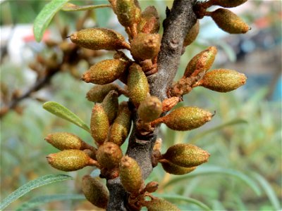 Sanddorn (Hippophae rhamnoides) am Osthafen Saarbrücken