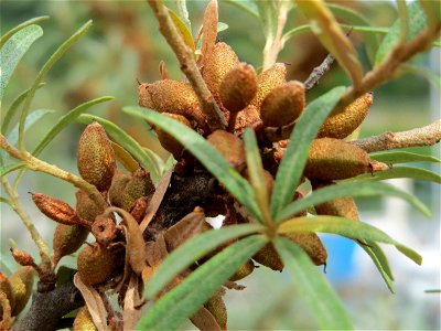 Sanddorn (Hippophae rhamnoides) am Osthafen Saarbrücken