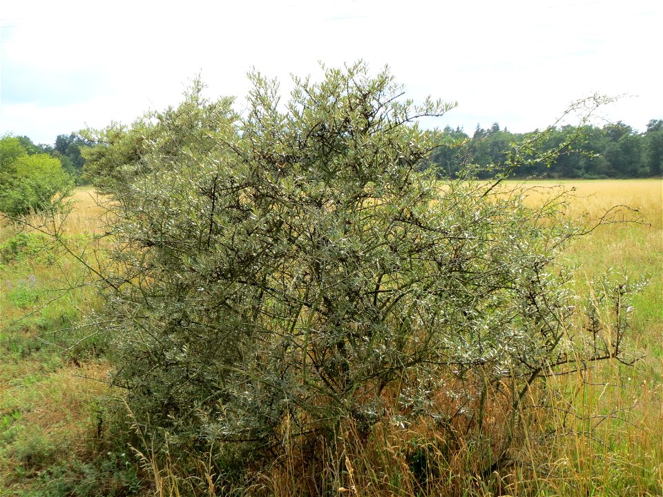 Sanddorn (Hippophae rhamnoides) im Naturschutzgebiet Gewann Frankreich-Wiesental