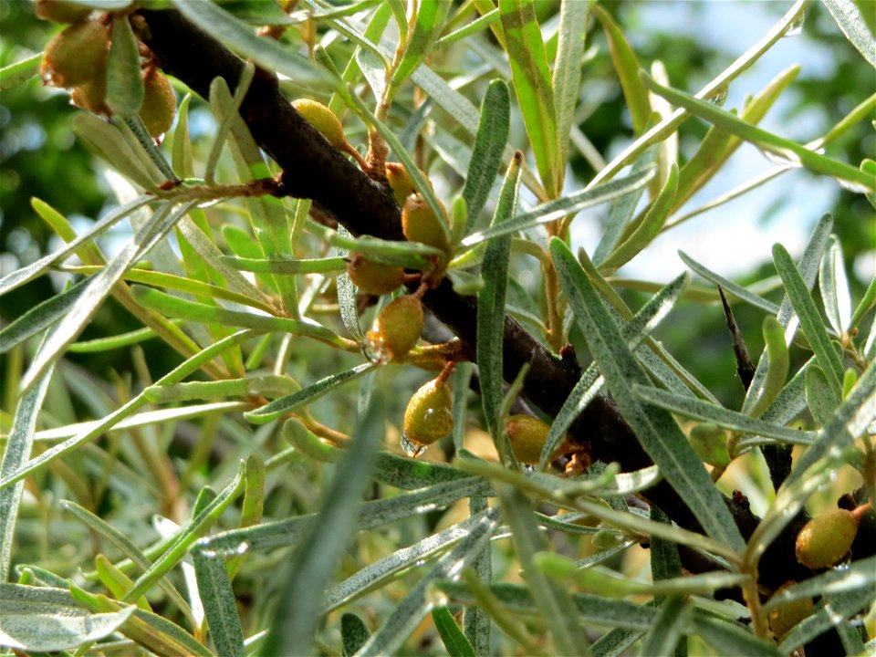 Sanddorn (Hippophae rhamnoides) im Naturschutzgebiet Gewann Frankreich-Wiesental