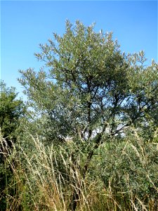 Sanddorn (Hippophae rhamnoides) bei Neulußheim