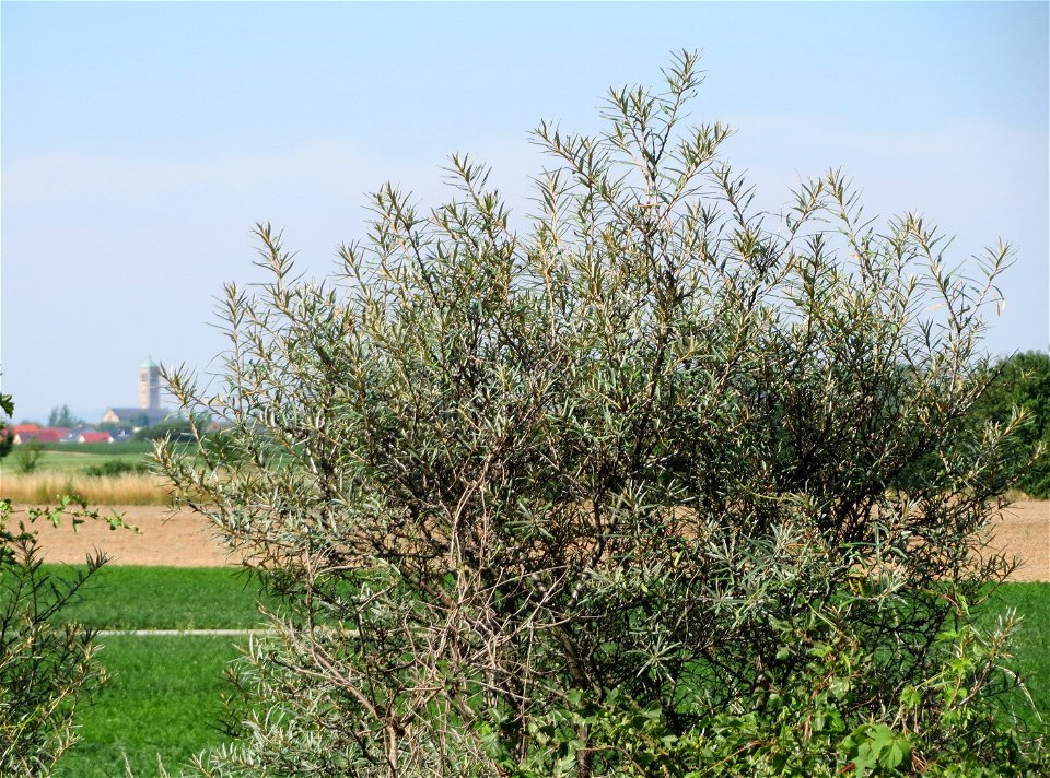 Sanddorn (Hippophae rhamnoides) bei Neulußheim