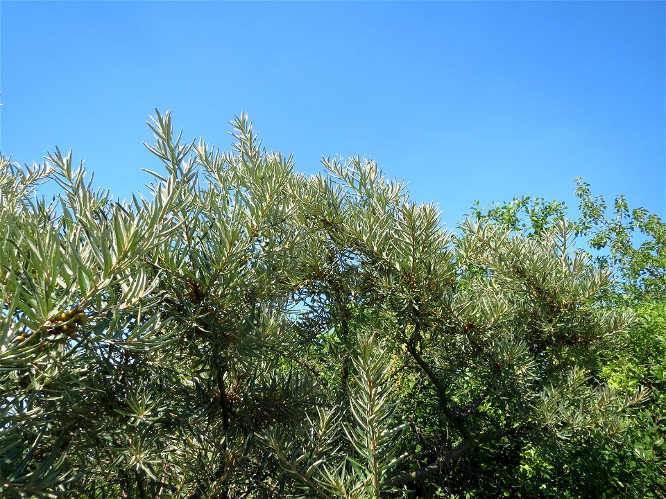 Sanddorn (Hippophae rhamnoides) bei Neulußheim